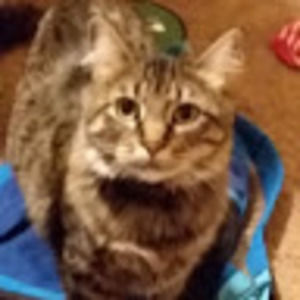 Meet your Posher, Tay